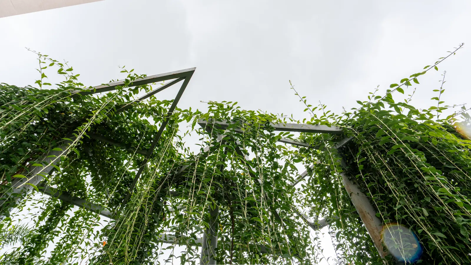 Housing development landscape by Sculpting Grounds, Ahmedabad