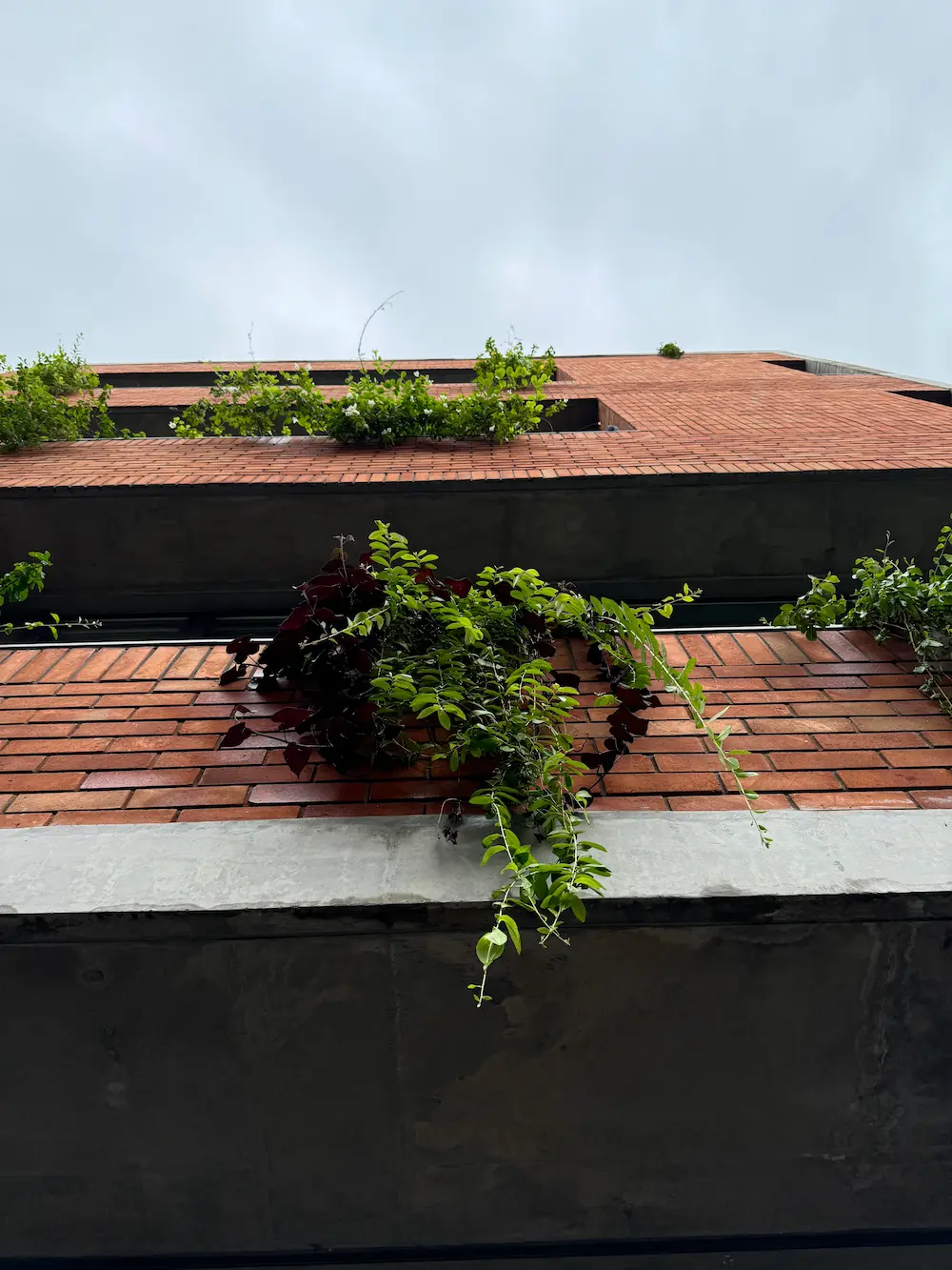 The Terrace Tranquillity — residence landscape architecture project in Ahmedabad by Sculpting Grounds