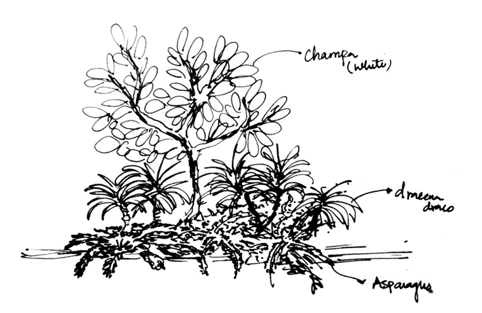 The planting palette was thoughtfully selected to provide a seasonal experience while maintaining an aesthetic appeal. Sculptural trees and flowering shrubs were incorporated, enhancing the visual interest and creating a dynamic, ever-changing landscape throughout the year. — The Terrace Tranquillity project detail, Sculpting Grounds